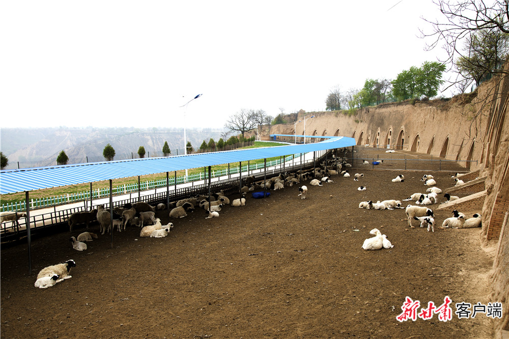 一大早,天还未大亮,环县合道镇陈旗塬村薛亮就已检查完了羊舍.