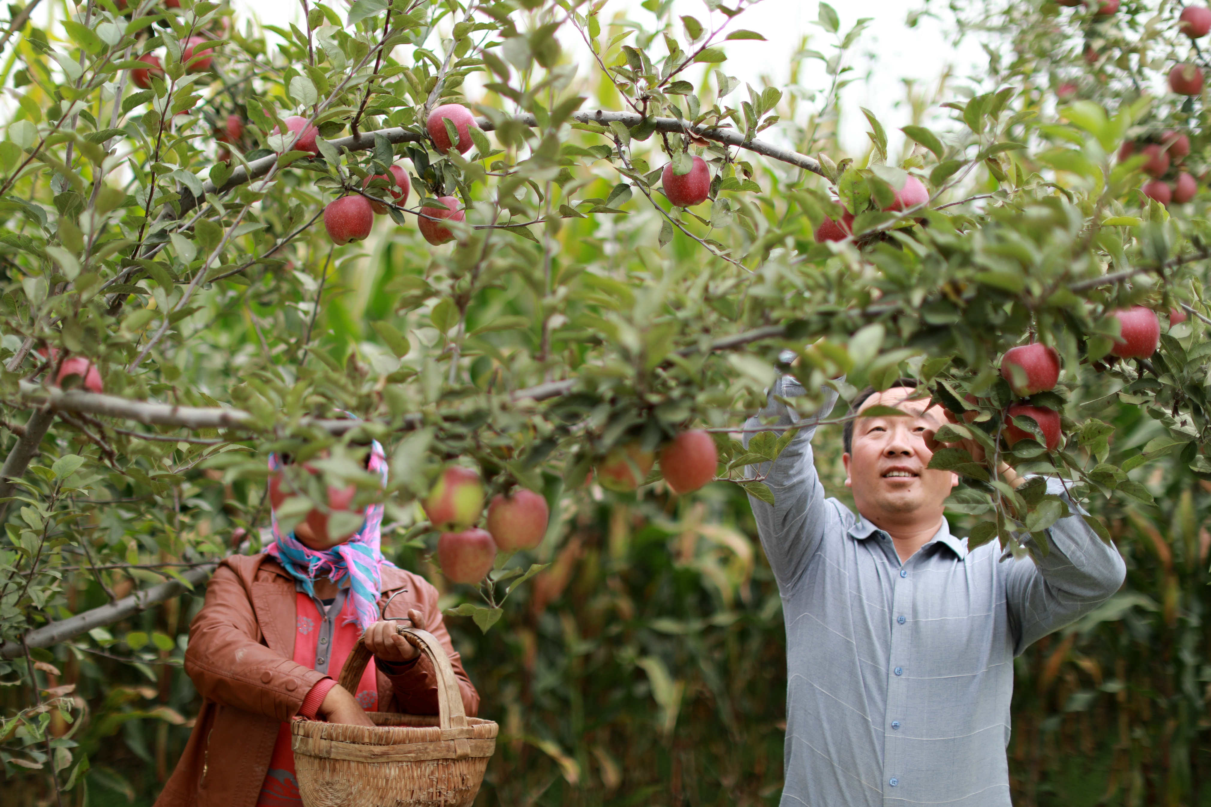 水果之苹果拍摄|摄影|静物|南京首德商业摄影 - 原创作品 - 站酷 (ZCOOL)