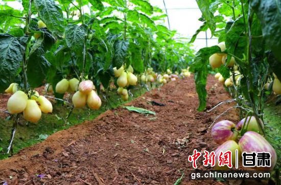中央媒体看甘肃 民勤借戈壁 光热土 资源种植人参果为村民 生 财