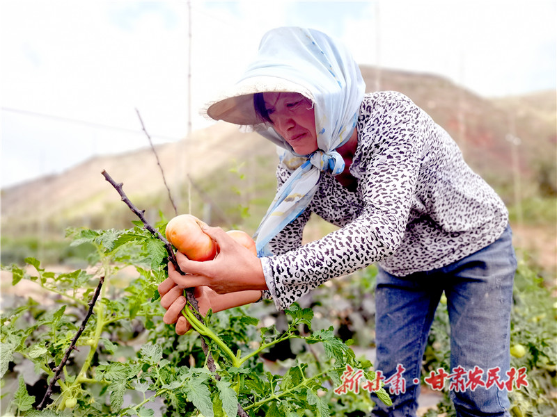 正在自家新植果园采摘套种蔬菜的新店乡新店村山根社村民 姬变条_副本.jpg