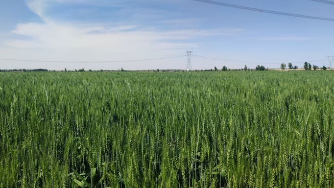 1656647202515082002.jpg 5.jpg