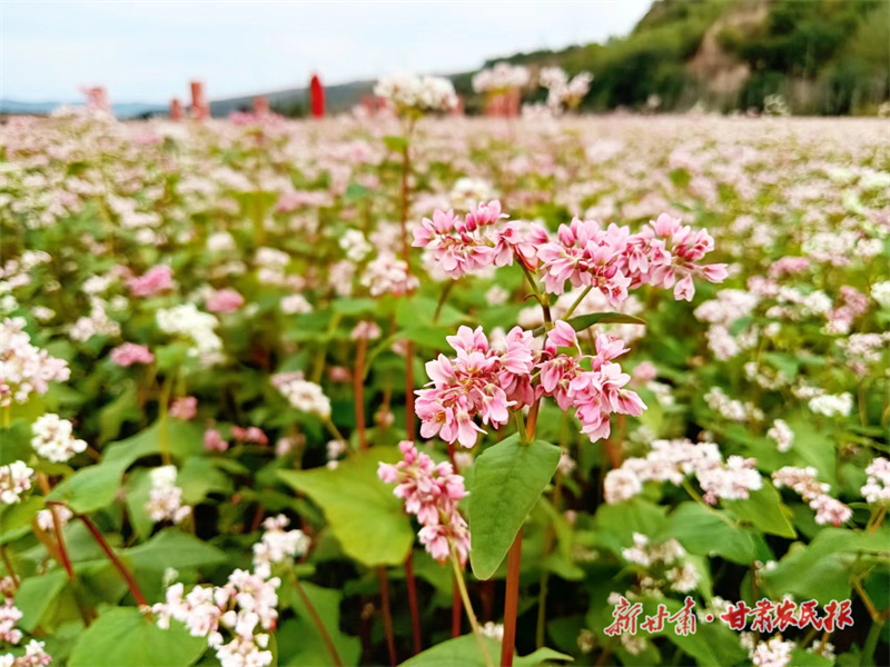 静宁县界石铺镇：荞麦花开出丰收景