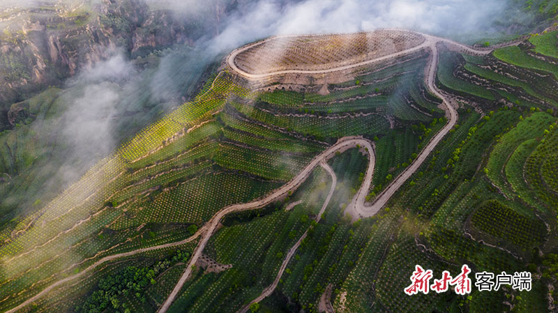 宁县新宁镇九龙村义务植树基地。新甘肃·甘肃日报通讯员 王启宁.jpg