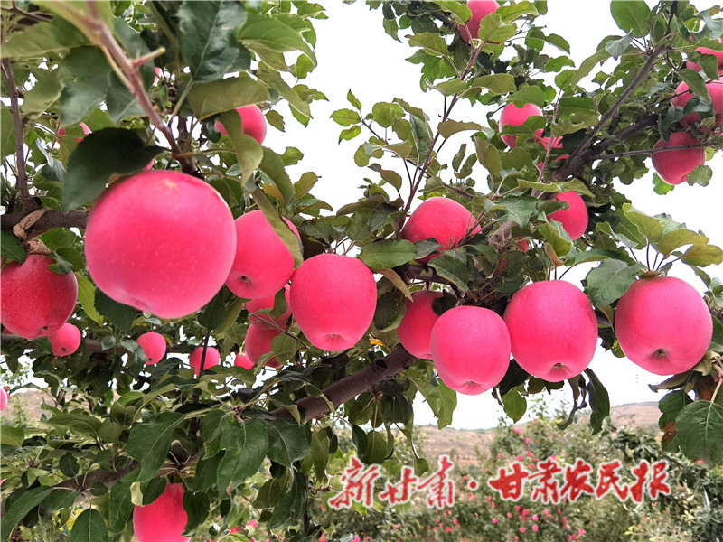 【图片新闻】静宁:硕果盈枝喜丰收