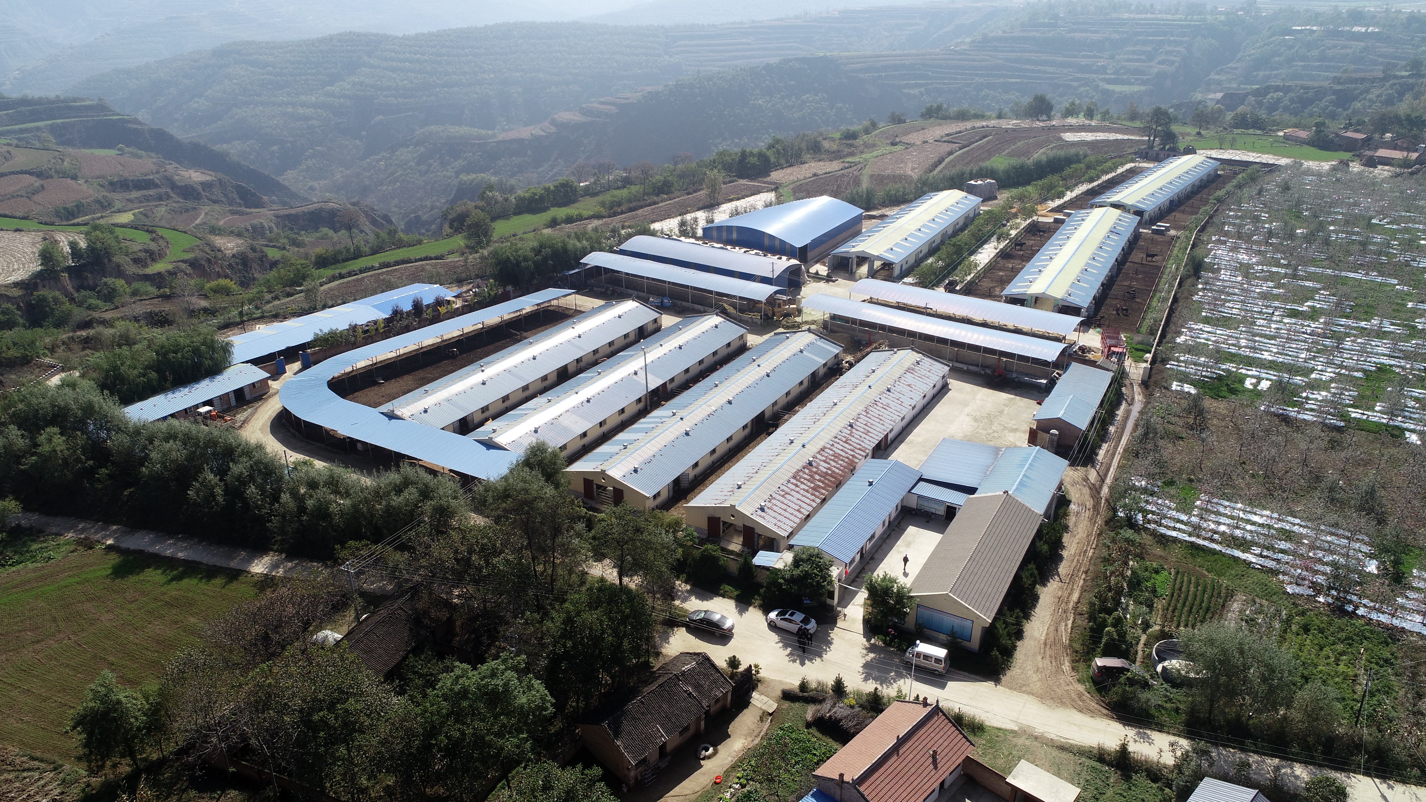 北张村盛丰肉牛养殖场