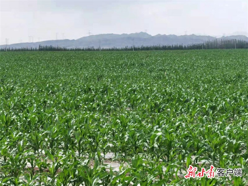 金昌:打造现代丝路寒旱农业特色产业集群