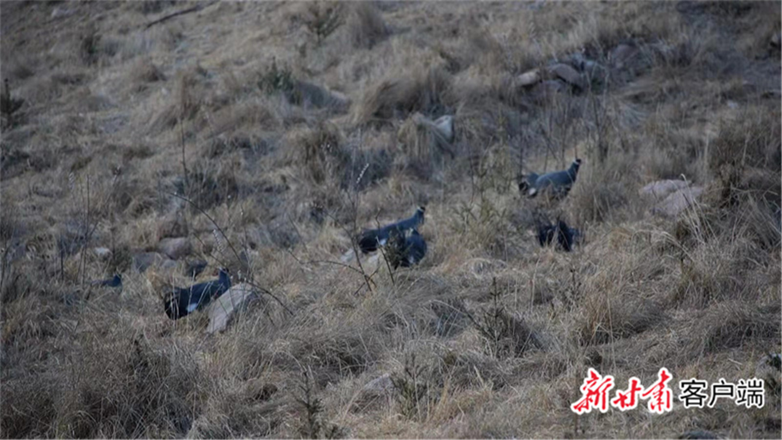 1669268953044053163.jpg FZ007218217701_A3566161.jpg