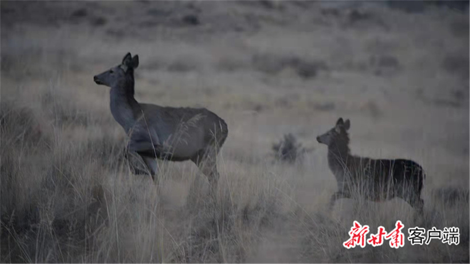 1669268976919048693.jpg FZ007218217701_A3566163.jpg