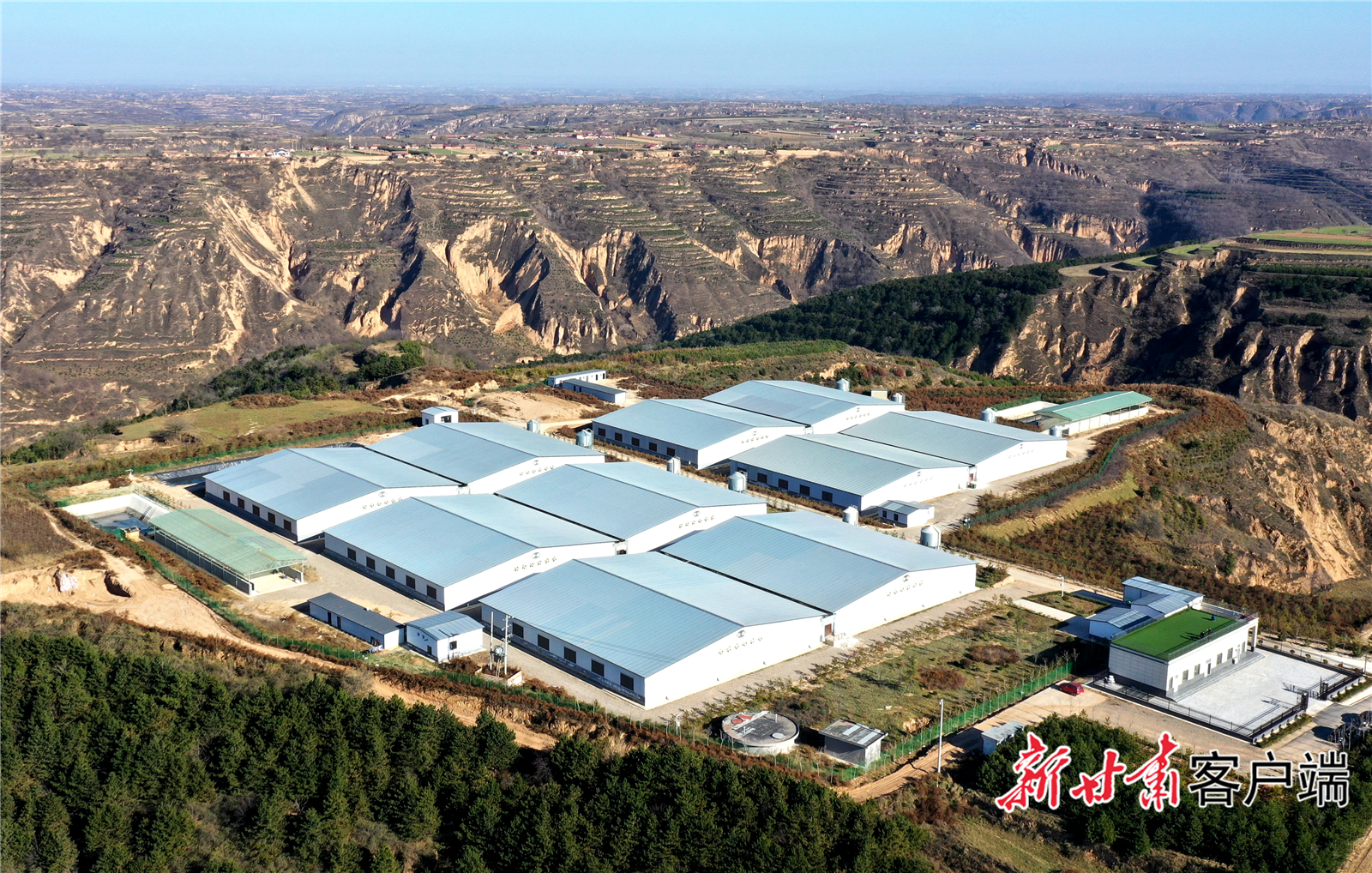 西峰区老山村生猪育肥场。