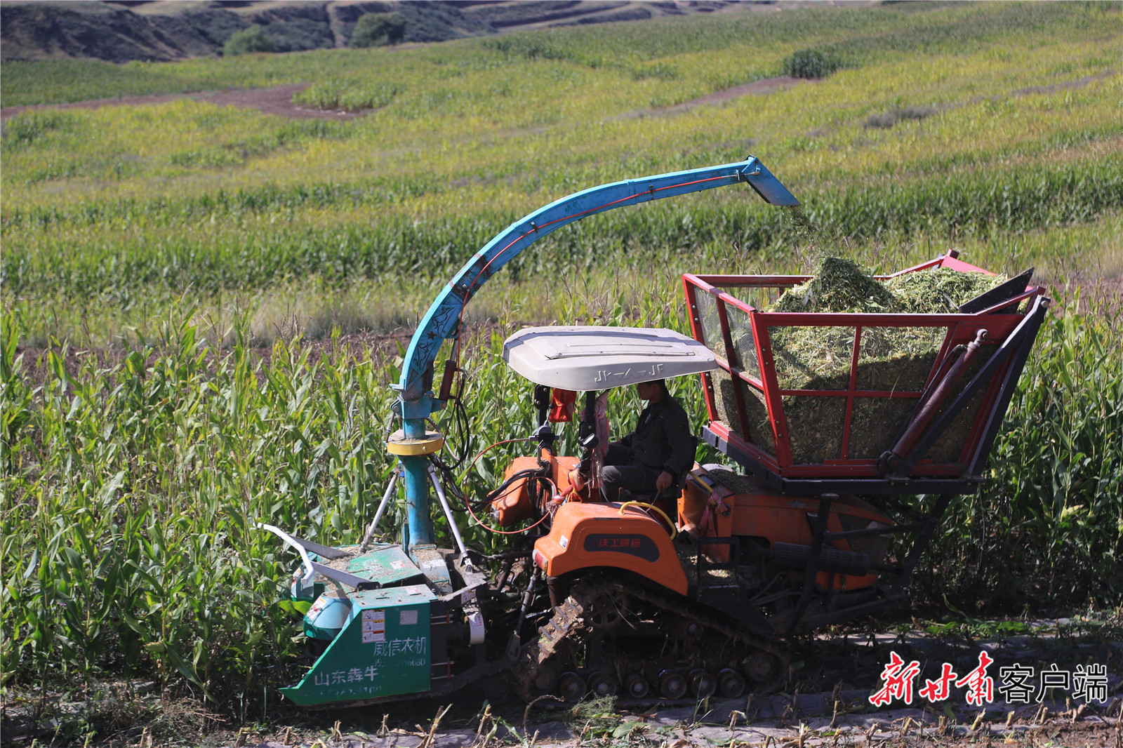 机械收割饲草玉米.jpg
