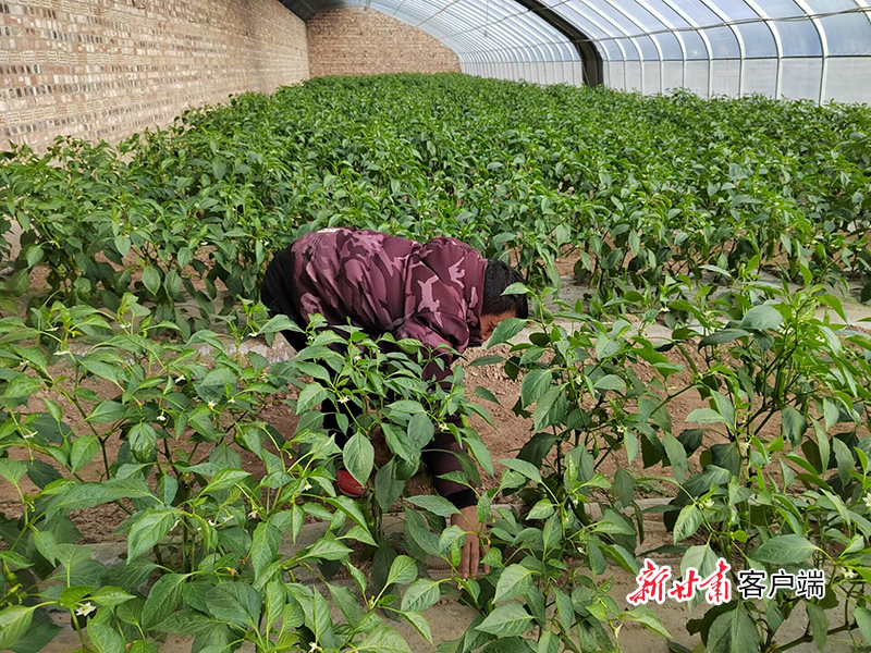 静宁：大棚蔬菜长势旺 复工复产供应忙