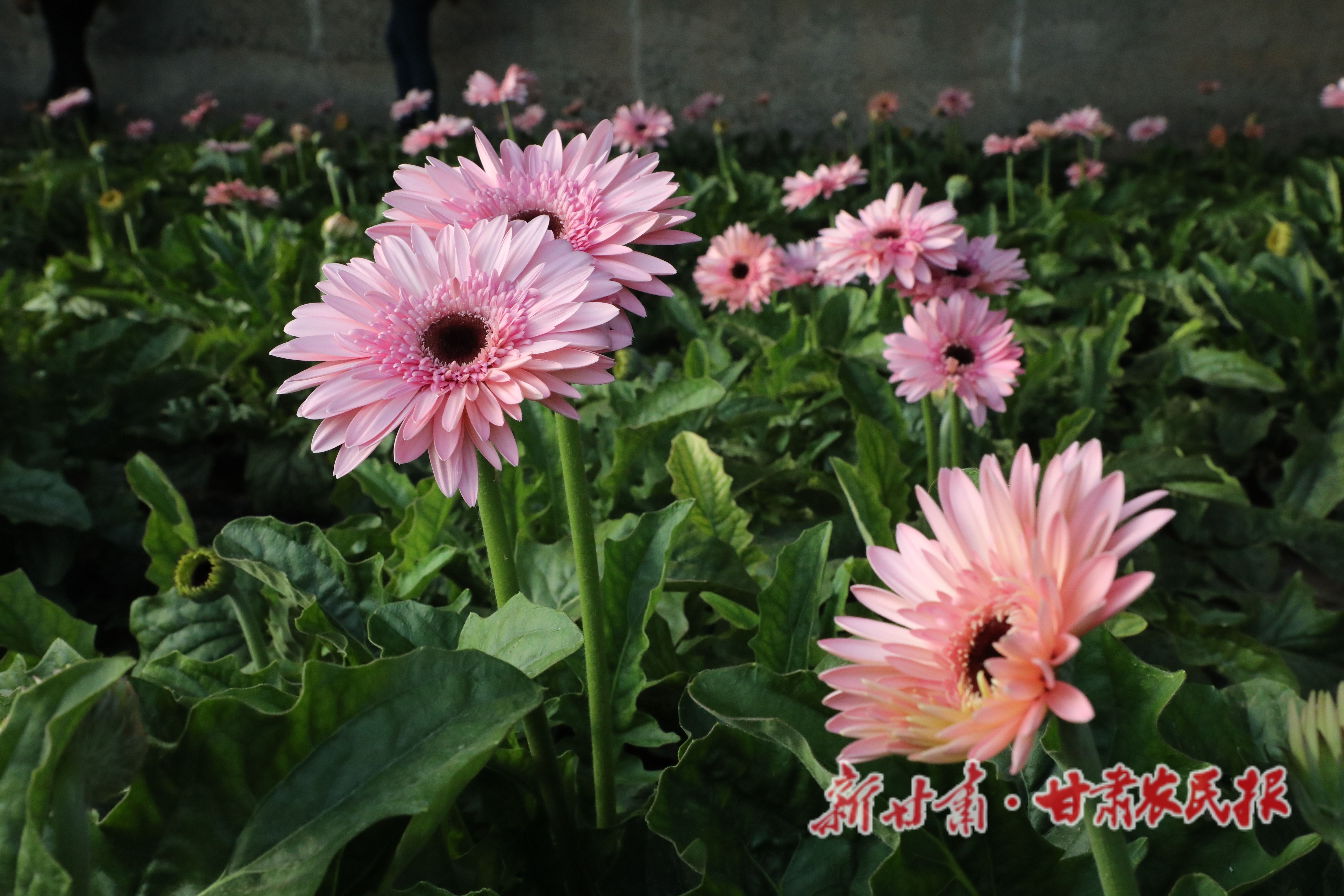 097A0075 097A0075