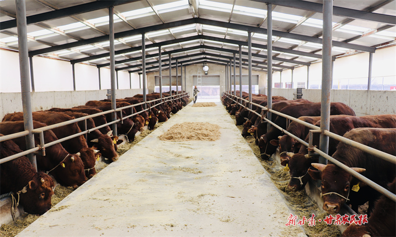 界石铺镇供港肉牛标准化养殖及出口创汇基地 马海东摄_副本