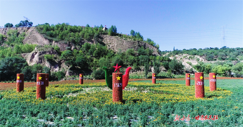 油菜花盛开(资料图)_副本