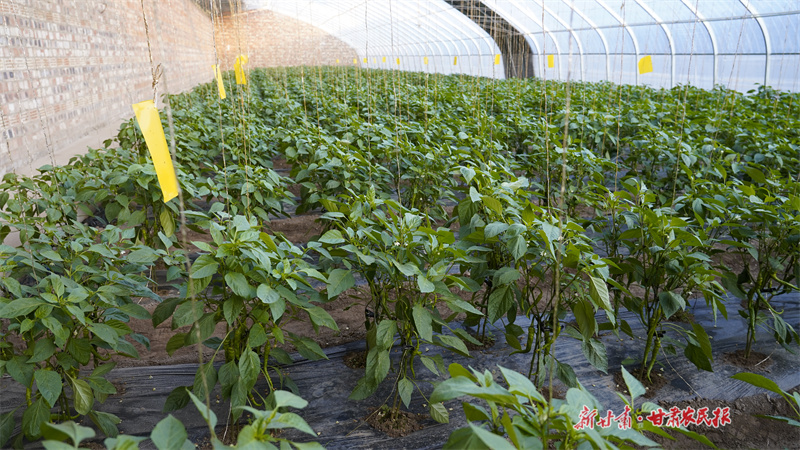 界石铺镇李堡村蔬菜大棚辣椒长势喜人_副本