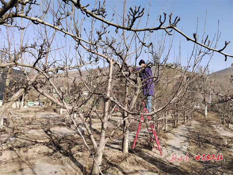 界石铺镇农民正在管理梨园_副本