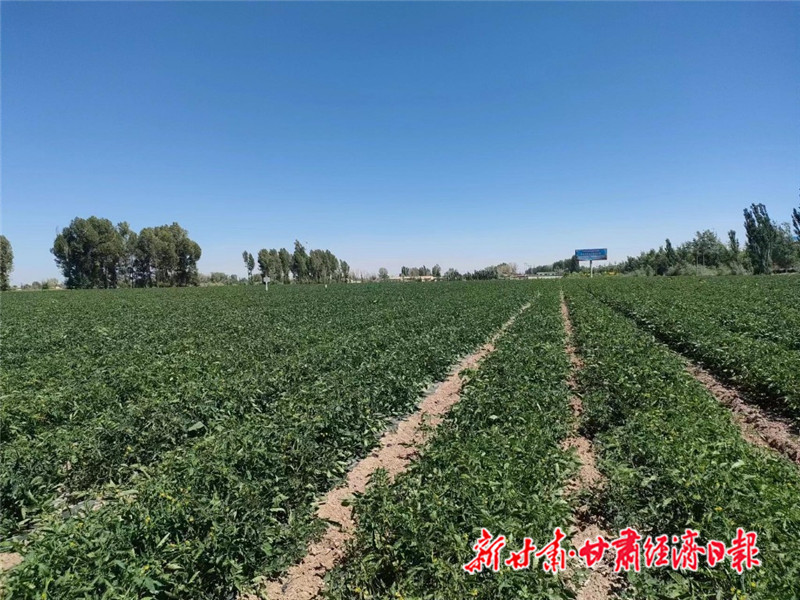 Yes(市县)高台:迎来外贸发展的春天((20335731)-20230224115317