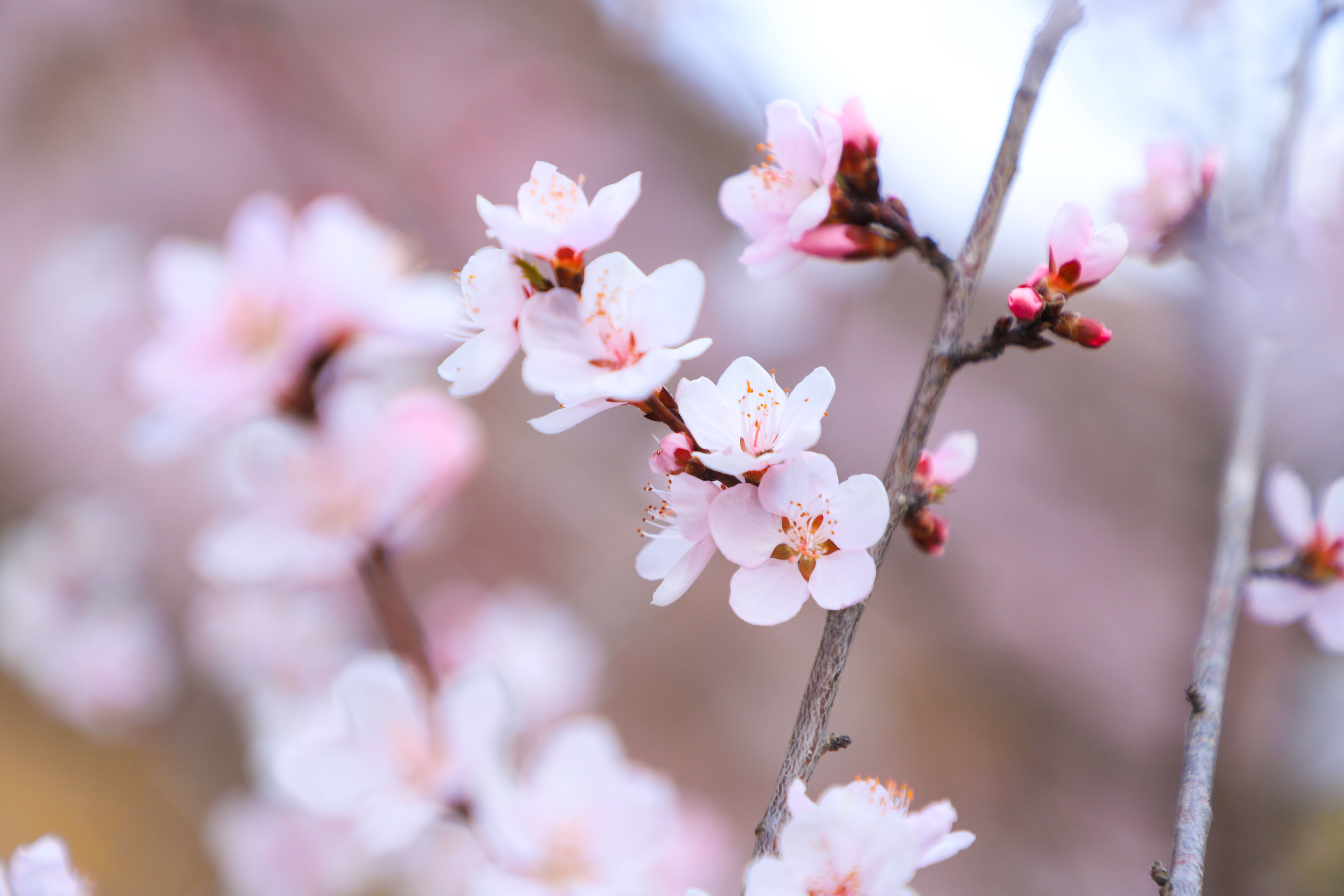 清水桃花.jpg