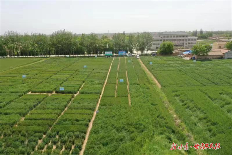 《新甘肃》让“陇东粮仓”更殷实——灵台县保障粮食安全一线见闻 