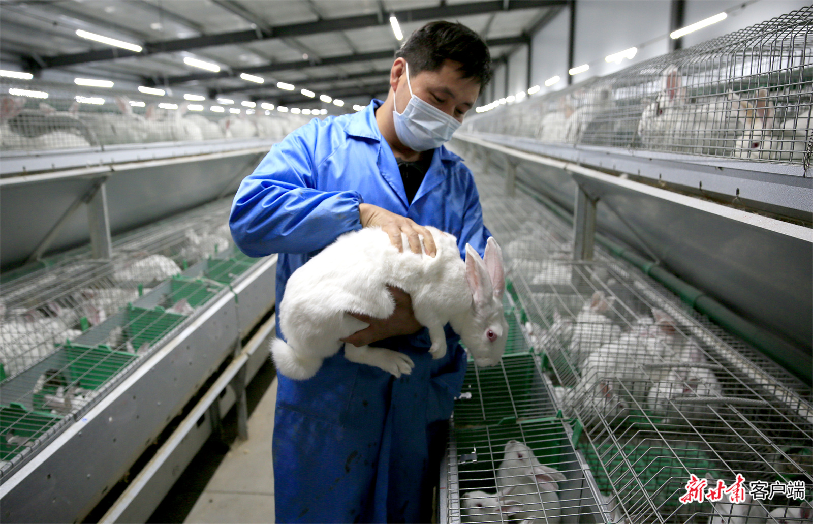 在武都区坪垭易地扶贫搬迁后续产业示范园里，康大肉兔养殖场位的工人在 检查肉兔生长情况。 (2).jpg