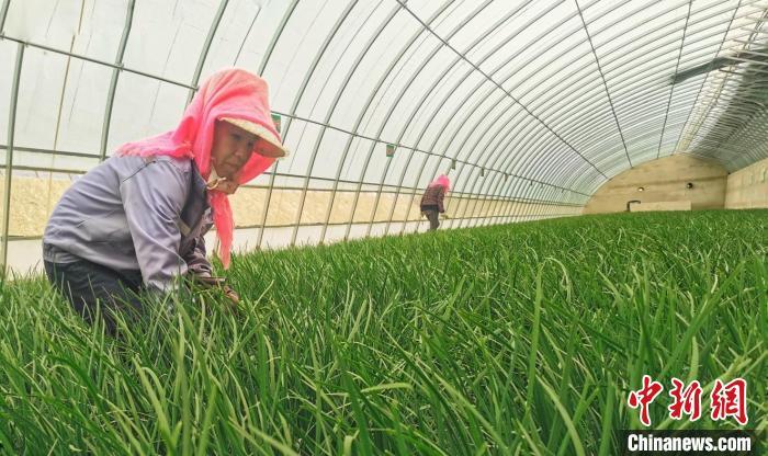 图为甘肃省酒泉市玉门市赤金镇铁人村日光温室内，种植户正在种植韭菜。(资料图) 玉门市委宣传部供图