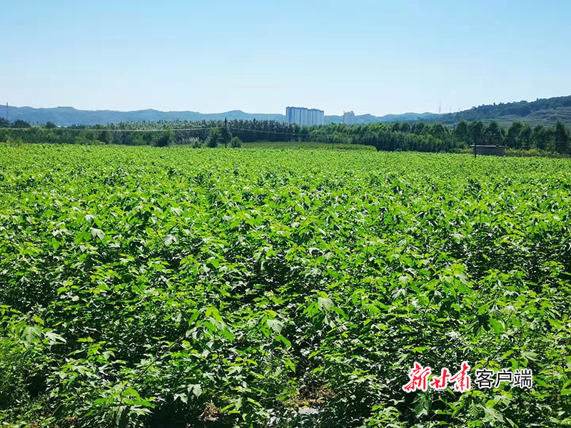 華亭大力推廣構(gòu)樹(shù)種植.jpg