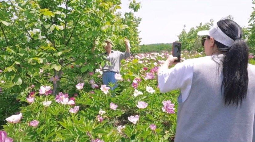 1685348456633063204.jpg 芍药花基地拍照.jpg