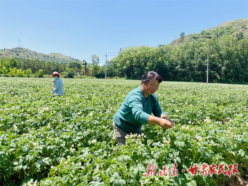 临夏县：洋芋花开好 “丰”景