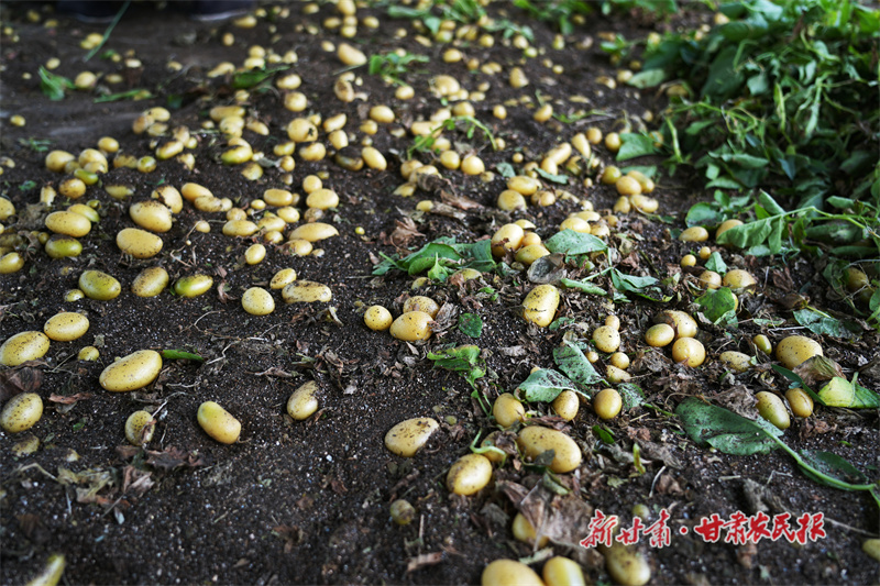 丰收的马铃薯原原种_副本