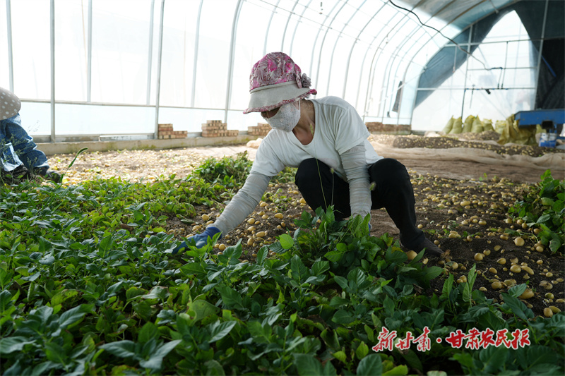 工人正在采收马铃薯原原种_副本
