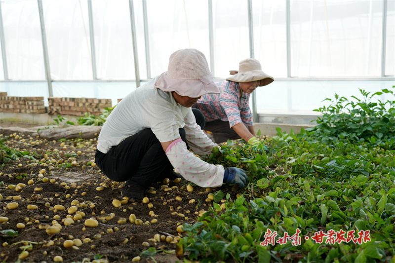 工人正在大棚采收马铃薯原原种_副本