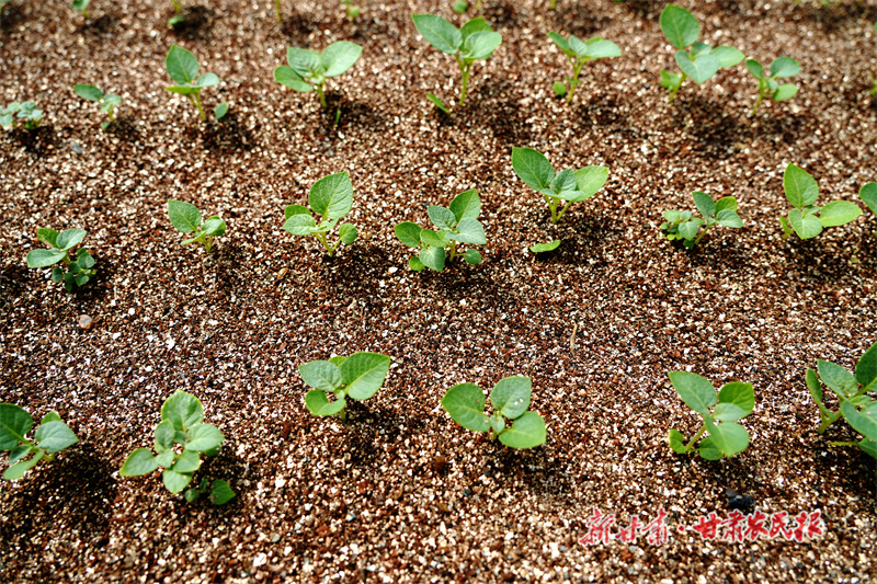 马铃薯原原种幼苗_副本