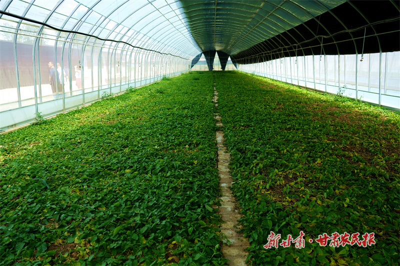 准备采收的马铃薯原原种_副本