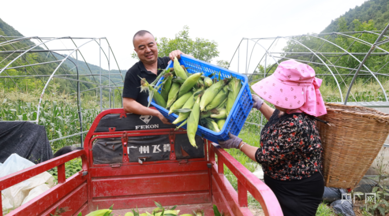 甘肃成县：小玉米变身致富“金粒粒”