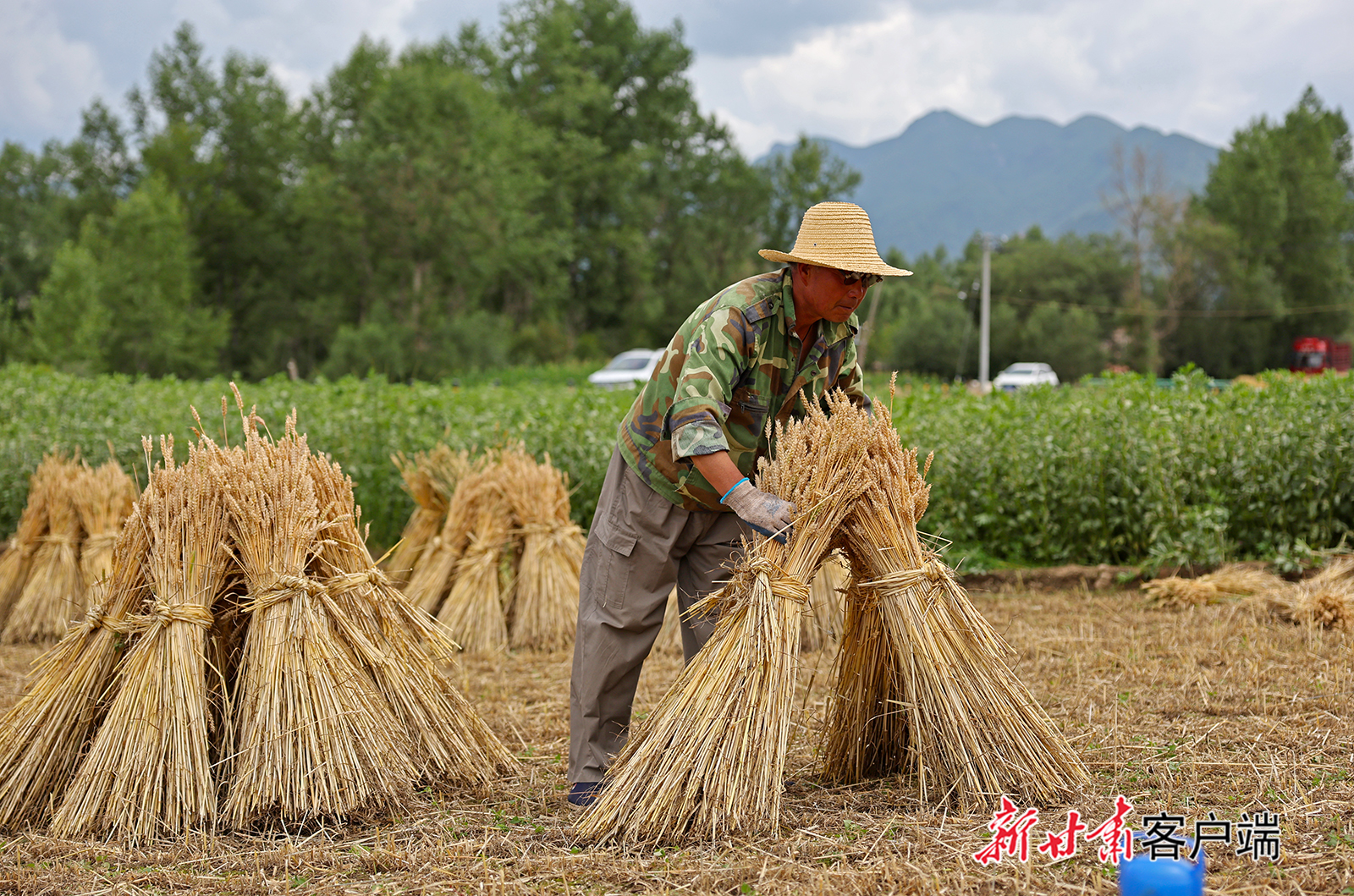 渭源县小麦收割忙