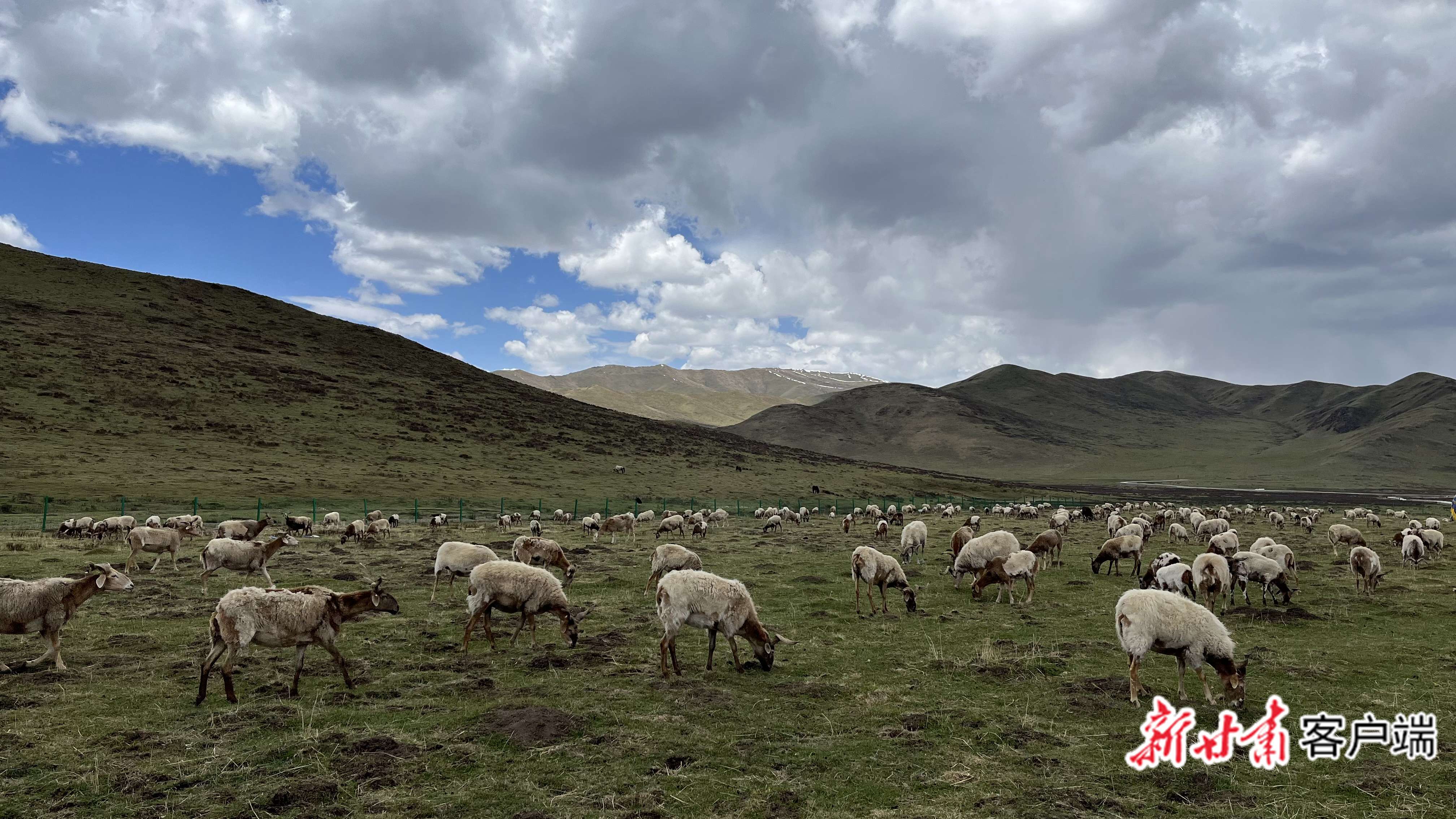 蒙古国捐赠给湖北人民的羊“咩咩”入境凤凰网湖北_凤凰网