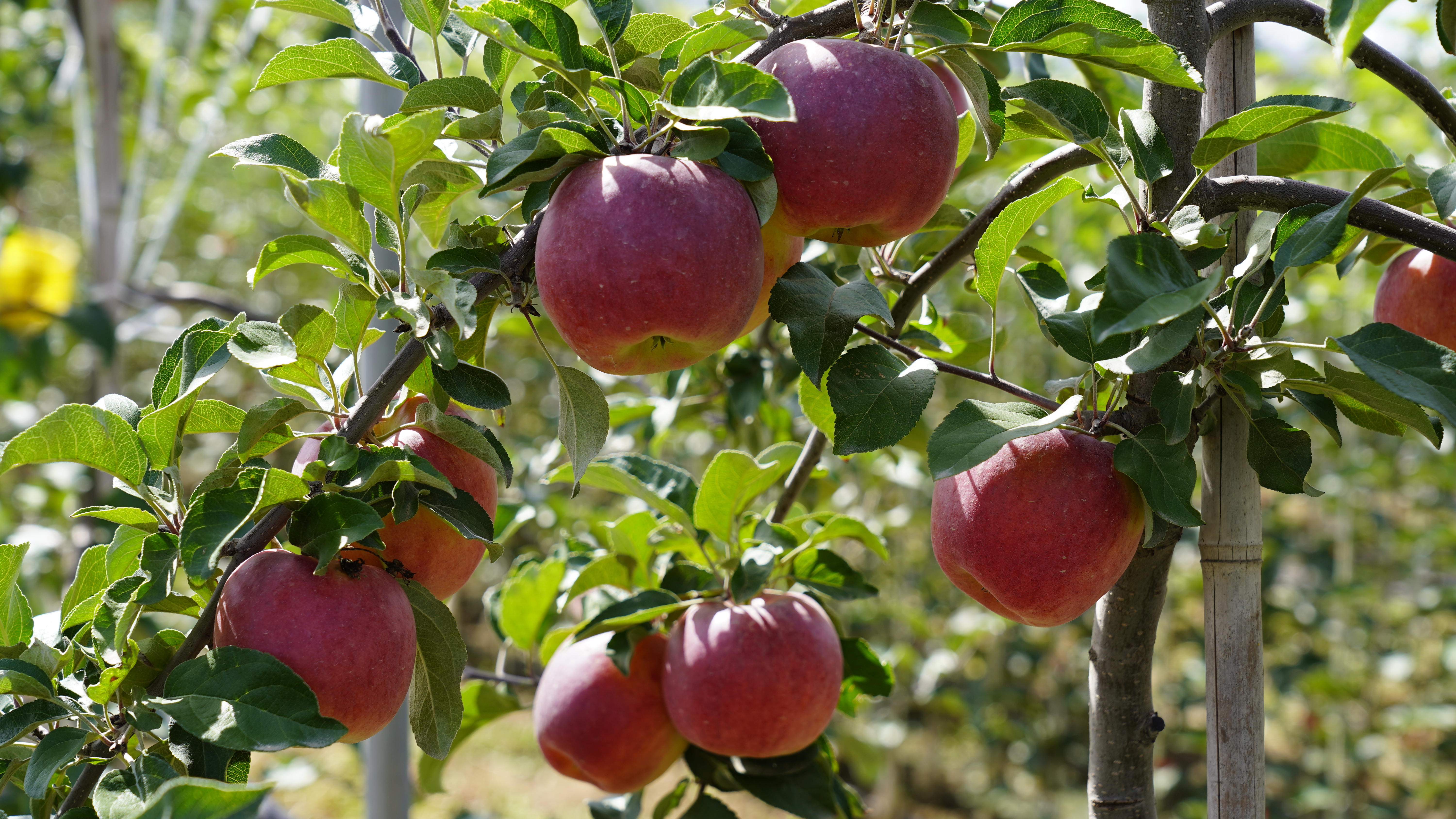 挂满枝头的静宁苹果