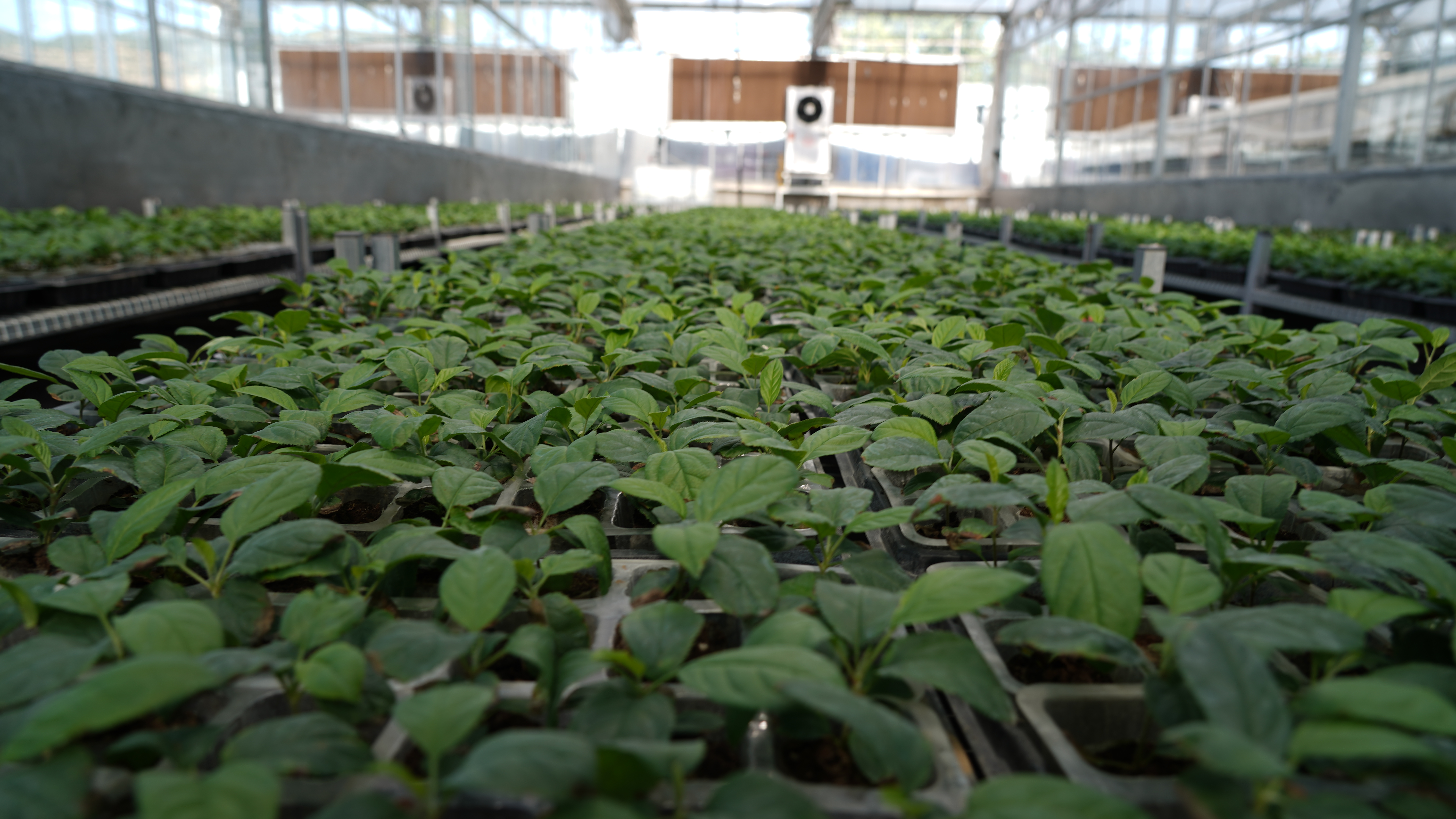 静宁苹果苗木脱毒快繁组培中心