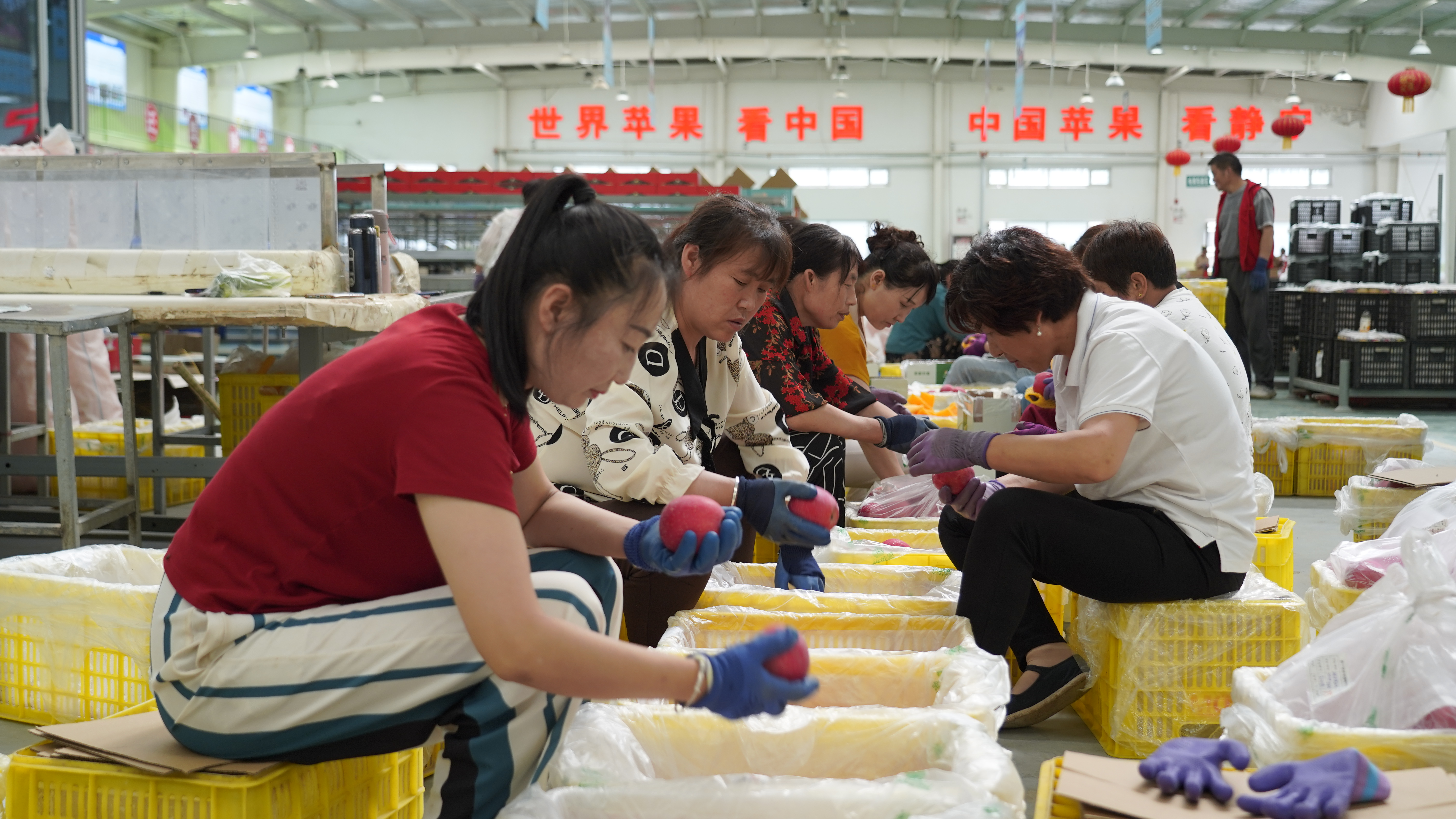 静宁苹果包装车间一片忙碌