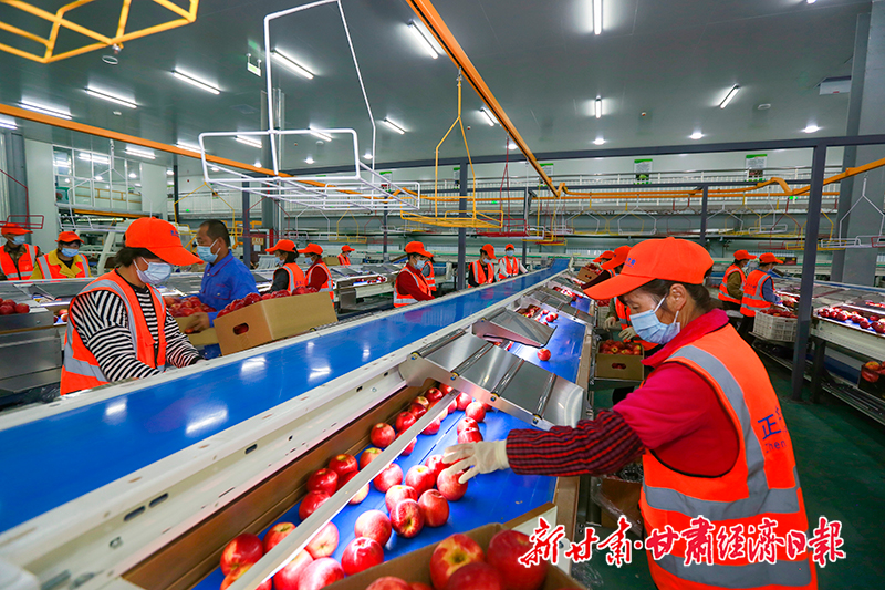 yes-（图片）宁县：万亩苹果进入收获期(26172153)-20231009093317-cusimg