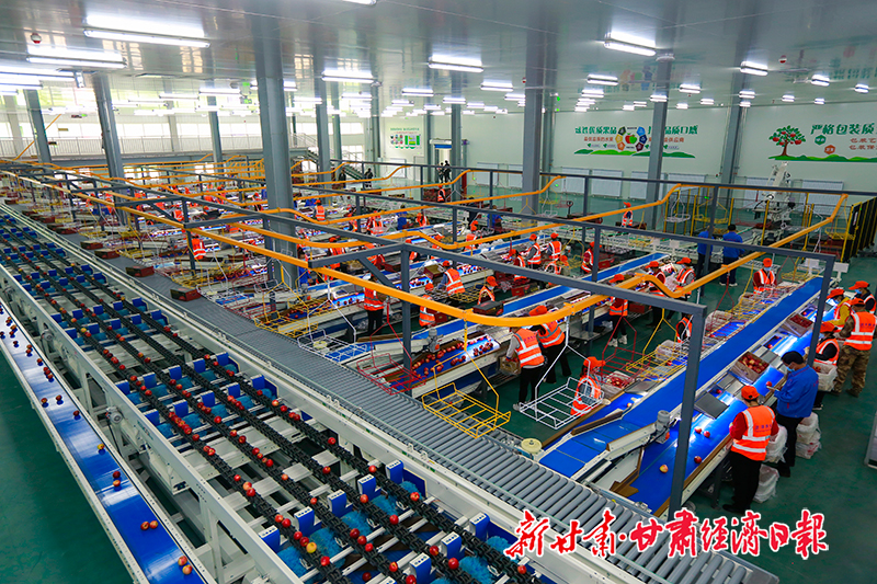 yes-（图片）宁县：万亩苹果进入收获期(26172158)-20231009093310-cusimg