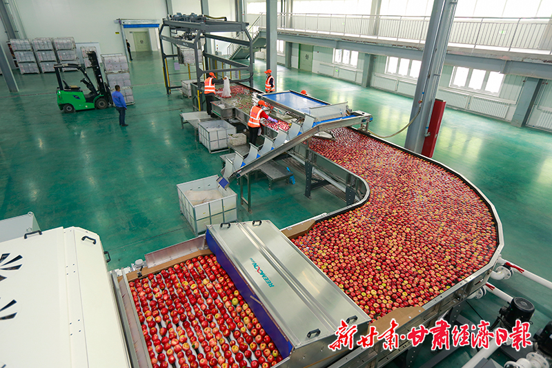 yes-（图片）宁县：万亩苹果进入收获期(26172149)-20231009093305-cusimg