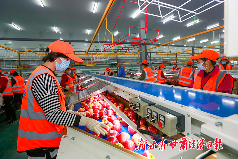 yes-（图片）宁县：万亩苹果进入收获期(26172151)-20231009093301-cusimg