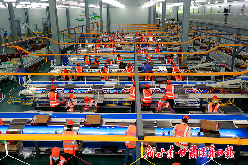 yes-（图片）宁县：万亩苹果进入收获期(26172155)-20231009093257-cusimg