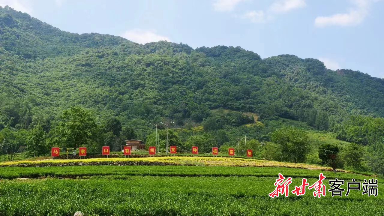 马家山村的茶园 57ac7bbf033262071a8a5f73e404f13.jpg