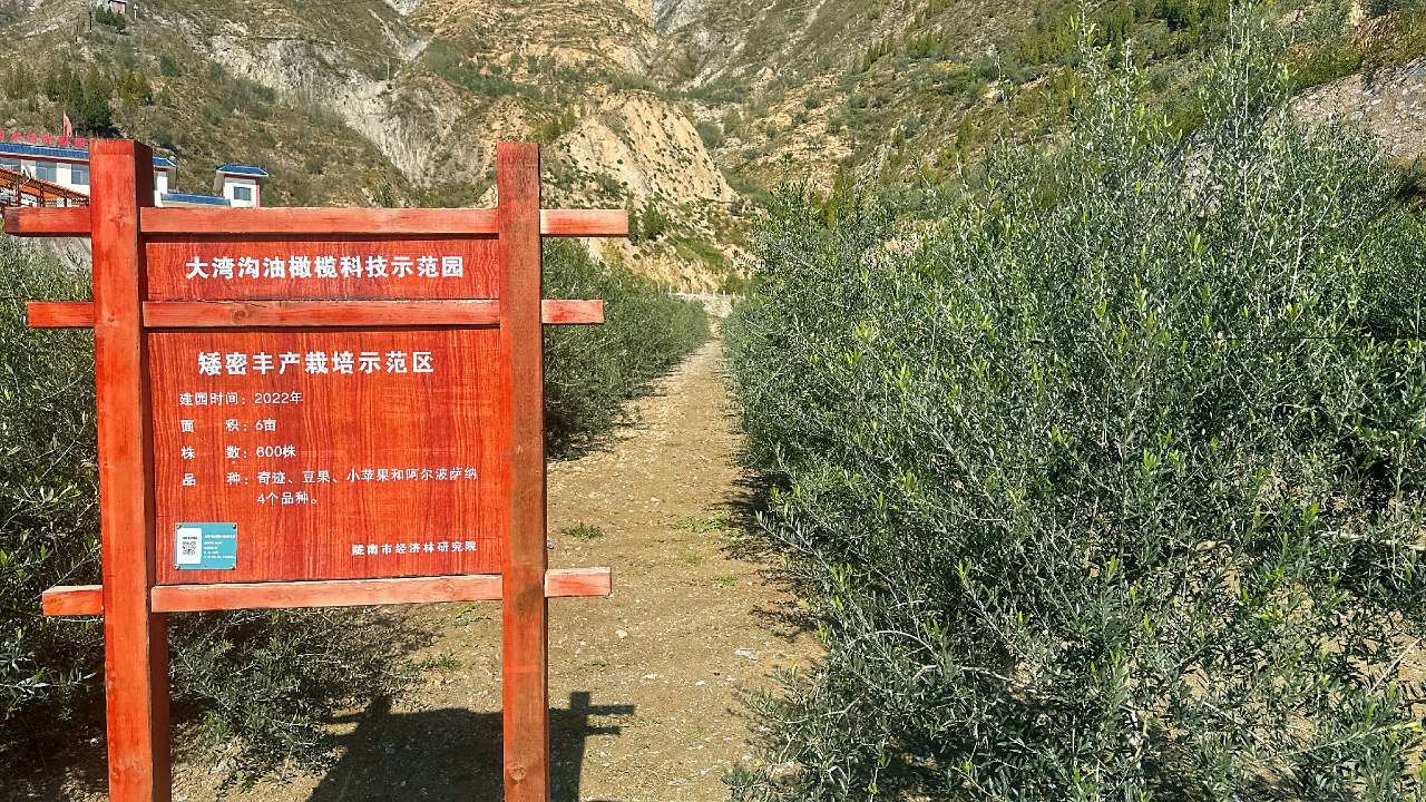 【甘快看】中央媒体看甘肃丨甘肃武都:“金果果”铺就致富路