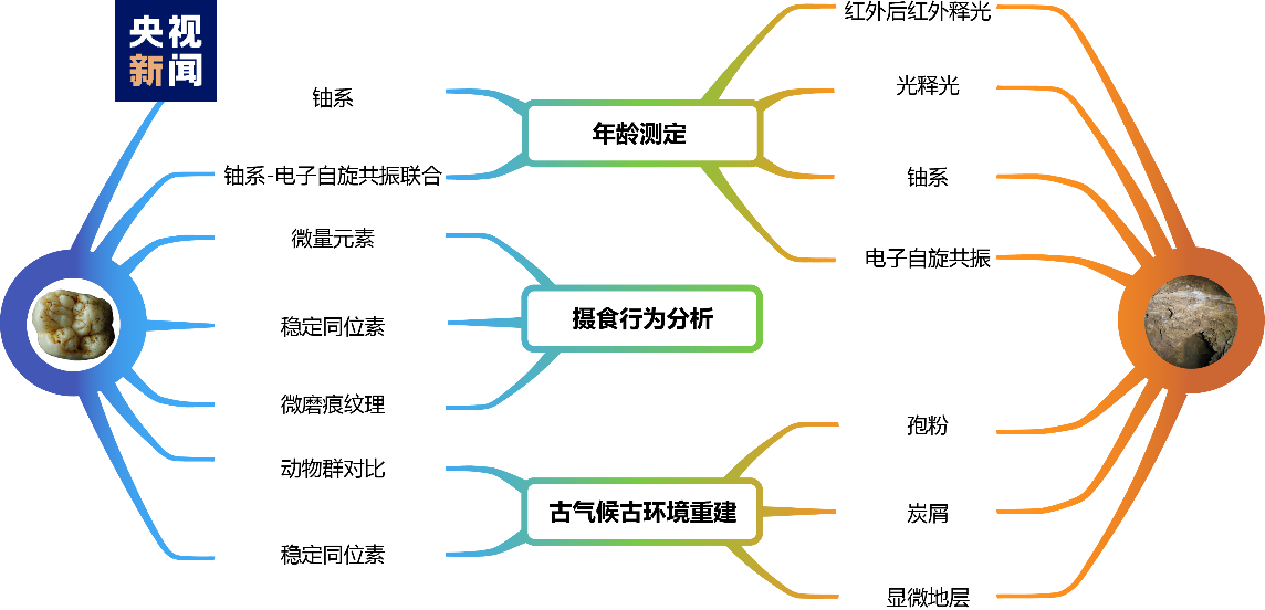 地球有史以来体型最大的灵长类“步氏巨猿”为何绝灭？科研人员揭秘→