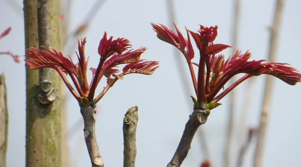 1710746830739091767.png 0de64644f2b7d7d00d400e038cd0a37.png