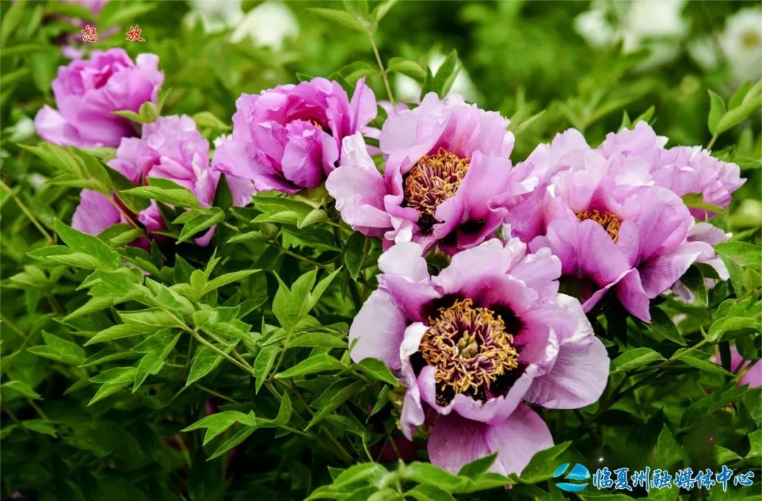 13.webp