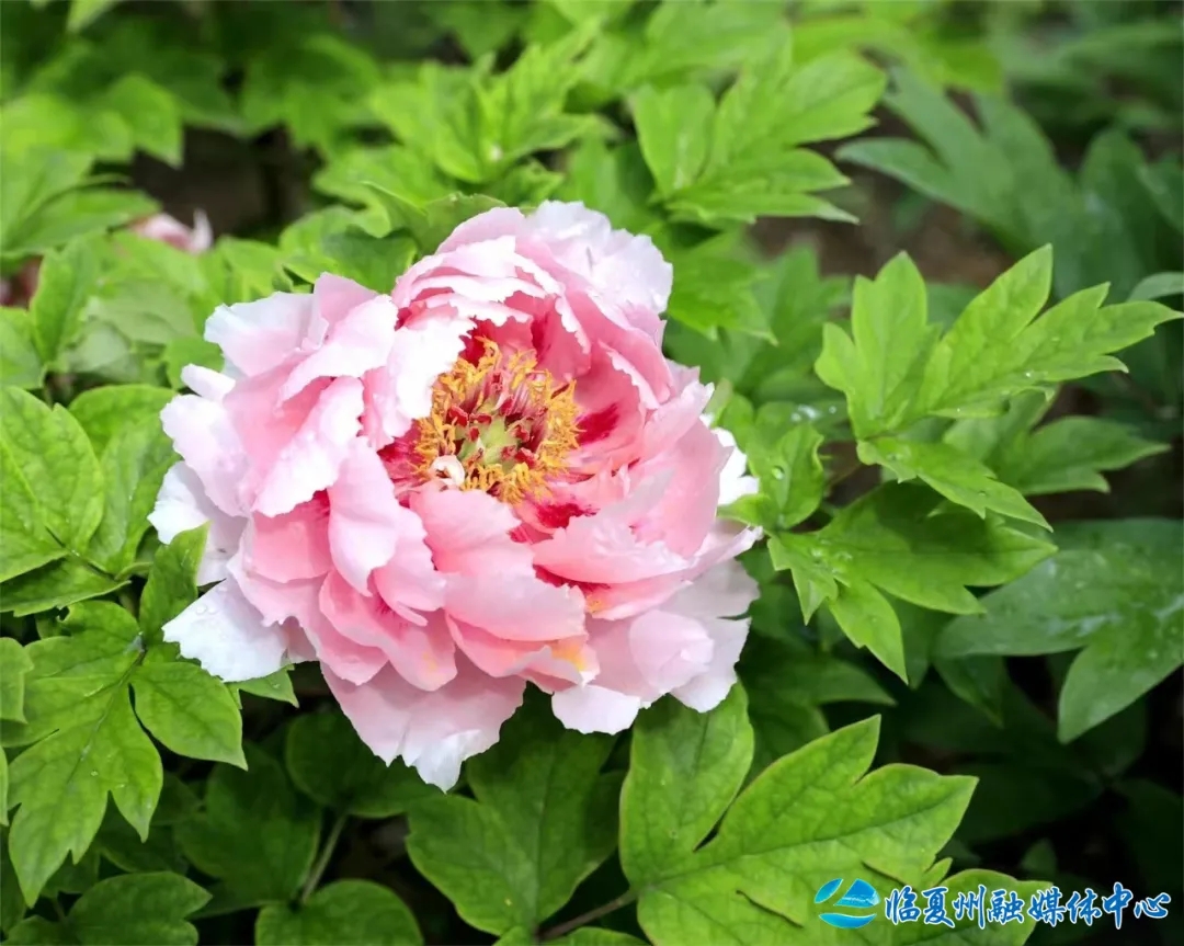 17.webp